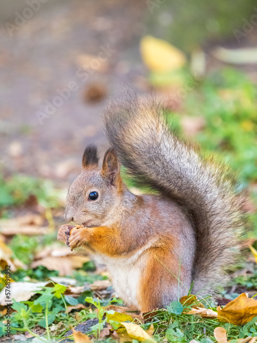Autumn squirrel with nut sits on green grass with fallen yellow leaves © Dmitrii Potashkin