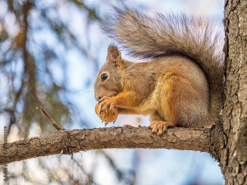 The squirrel with nut sits on tree in the autumn. Eurasian red squirrel, Sciurus vulgaris. The squirrel with nut sits on tree in the autumn. Eurasian red squirrel, Sciurus vulgaris.