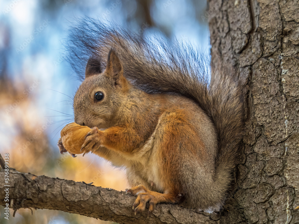 The squirrel with nut sits on tree in the autumn. Eurasian red squirrel, Sciurus vulgaris. The squirrel with nut sits on tree in the autumn. Eurasian red squirrel, Sciurus vulgaris.