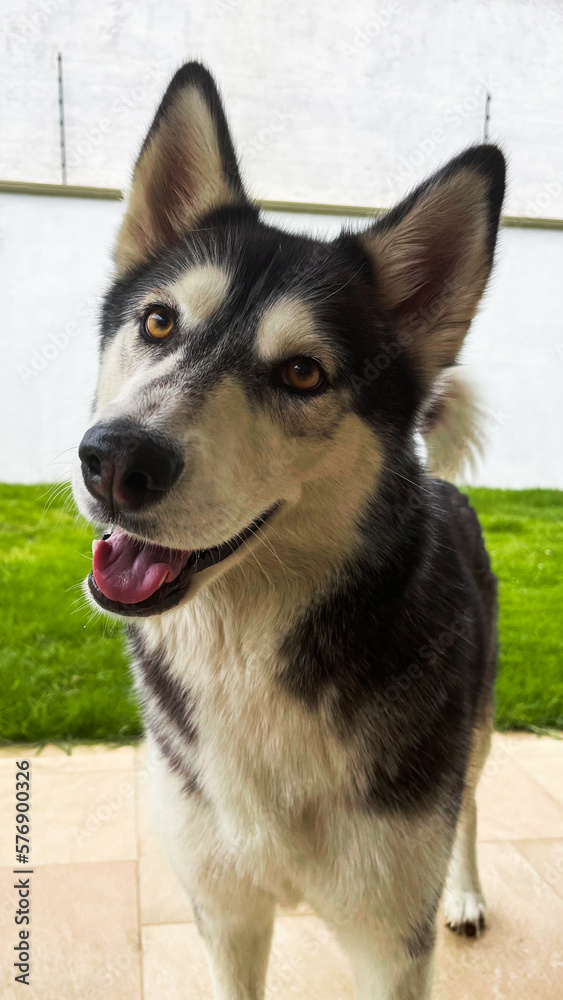 Fototapeta premium Husky mirando con amor y cariño