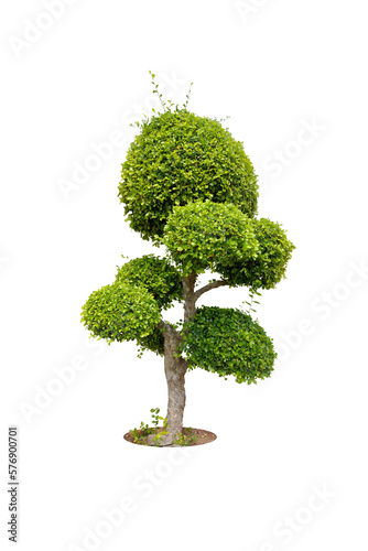 Pruning trees  ornamental plants trees and bonsai of shrubs or bushes for garden decoration.  bush  shrub  On white background.  png 