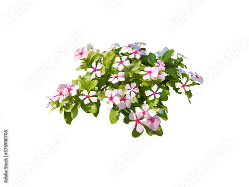 Bouquet, shrub of flowers. Rose periwinkle. primrose. (red, pink, purple) Rose Four o'clock Flower. Colorful flowers, primula vulgaris are blooming. On white background. (png) photo