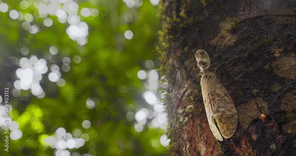 Following a Fulgora , Lantern Bug up the wooden bark of a tree moving around , fulgorid  