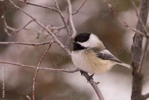 Black-capped Chickadee on a Branch