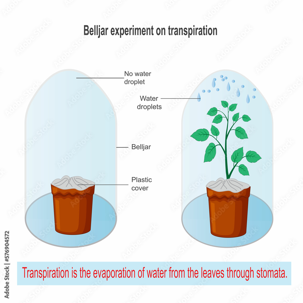 Belljar experiment on transpiration,transpiration is the evaporation of