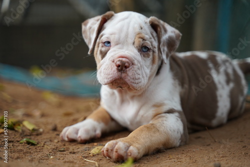 American Bandogge Dog Breed , merle color pitbull concept dog or bandog type photo
