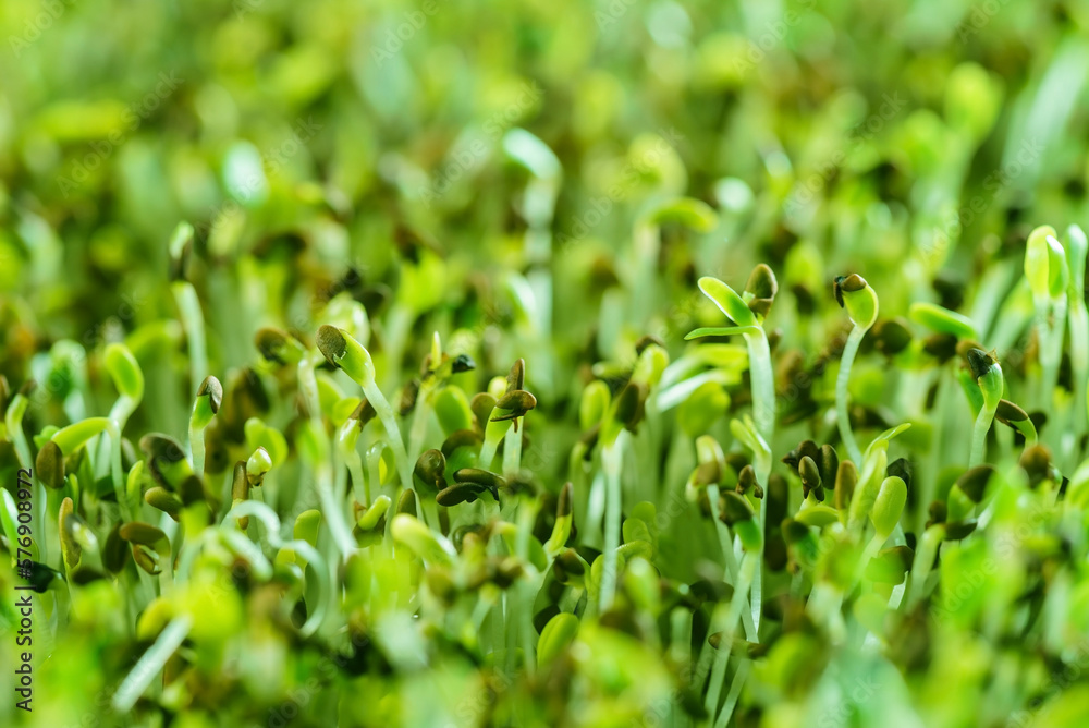 microgreen field microgreen field