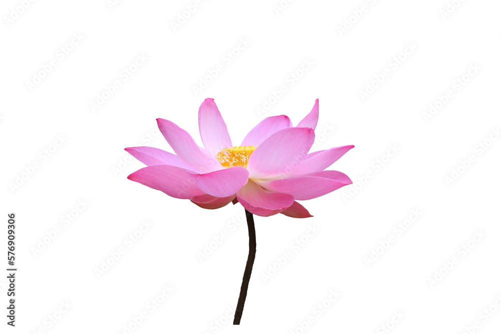Close-up image of a red royal lotus flower in PNG file on transparent background.