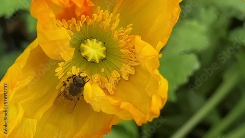 Honey bee collects nectar on a yellow rapeseed flower.Honey Bee collecting pollen on yellow rape flower. Bee with rape flower in the spring - rapeseed honey - bee collects nectar. High quality 4k