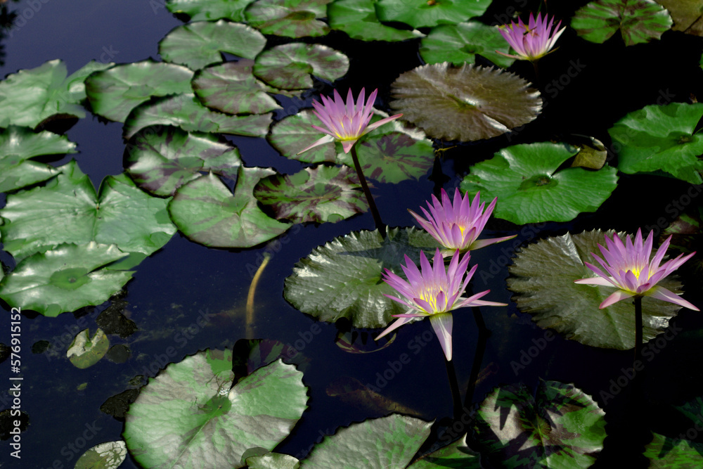 Close-up shot of a beautiful lotus flower blooming in a swamp. Close-up shot of a beautiful lotus flower blooming in a swamp.