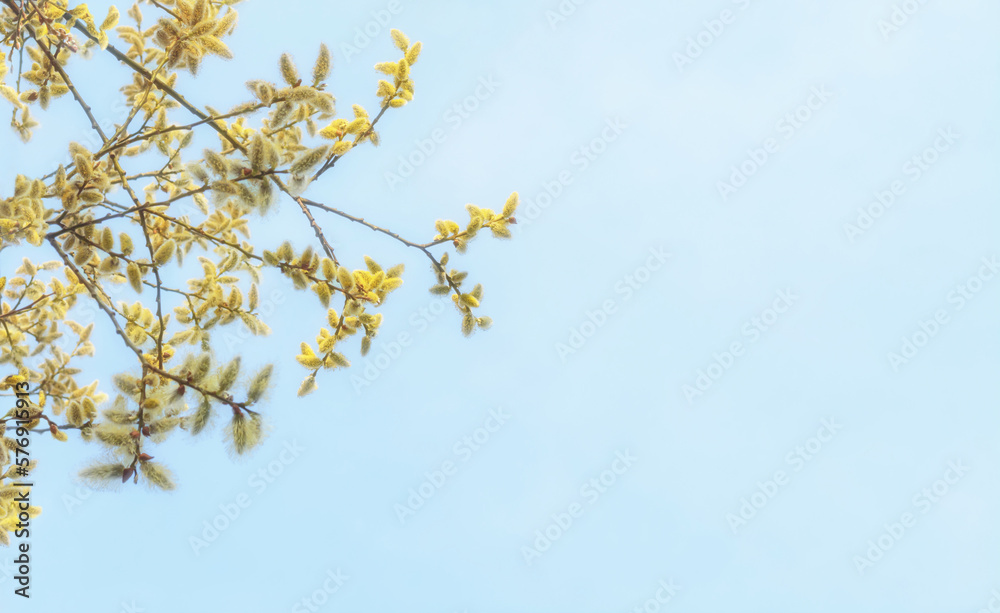 Background with willow branches in spring and blue sky Background with willow branches in spring and blue sky