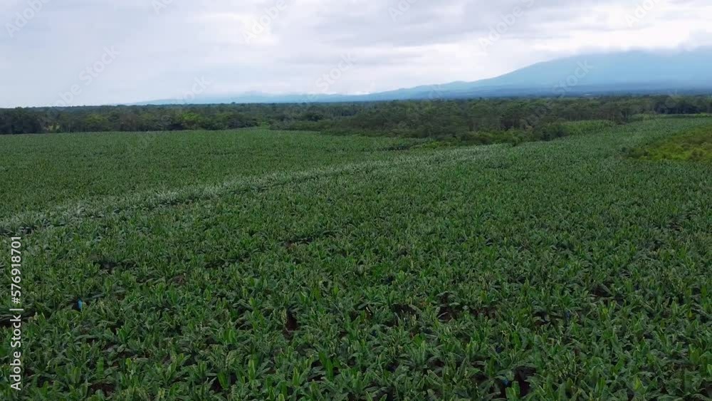 A vast banana plantation. Aerial drone shot, forward rotating movement.
A vast banana plantation. Aerial drone shot, forward rotating movement.