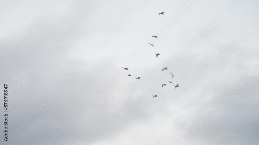 Formation of Birds Tranquil Flying Together Against A Cloudy Sky In Slow Motion Formation of Birds Tranquil Flying Together Against A Cloudy Sky In Slow Motion