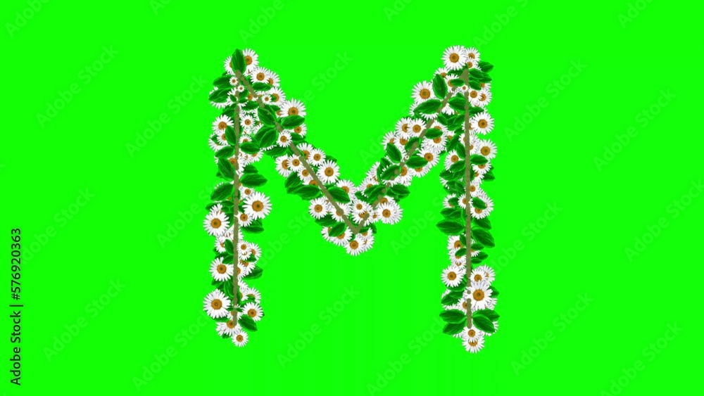 English alphabet M with daisy flowers on green screen background English alphabet M with daisy flowers on green screen background