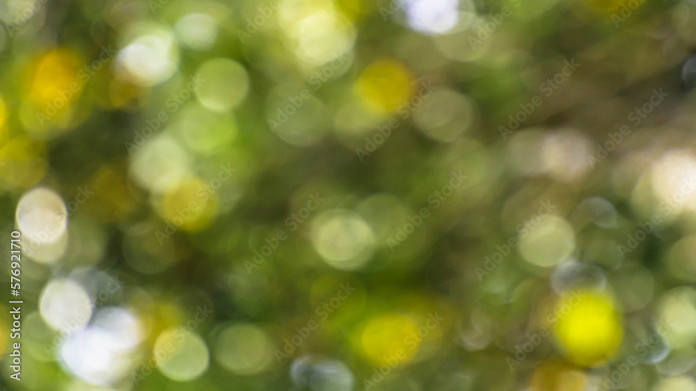 Natural background green forest healthy ecosystem. wall paper packaging important part of product. leaves for tree blur nature scenery. texture design for walk eco afforestation podium. out of focus. Natural background green forest healthy ecosystem. wall paper packaging important part of product. leaves for tree blur nature scenery. texture design for walk eco afforestation podium. out of focus.