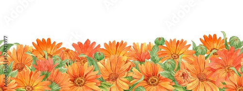 Calendula on white background, seamless border. Orange flowers, watercolor illustration. Medicinal plant, which is part of tea and homeopathic remedies. Design element for packaging, labels