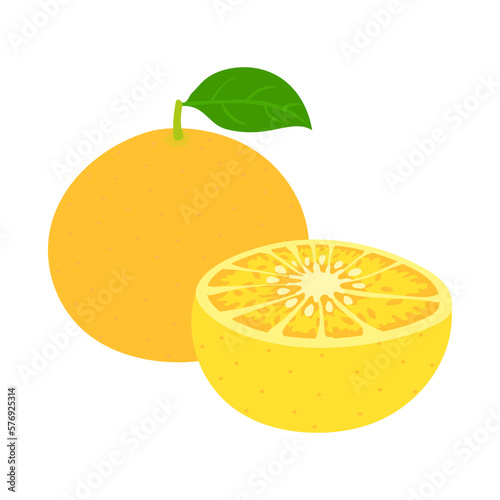 夏ミカン。フラットなベクターイラスト。
Chinese citron. Flat designed vector illustration.