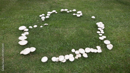 Large mushrooms growing in a heart shaped fairy ring pattern on a summer day with a green grass and clover background.