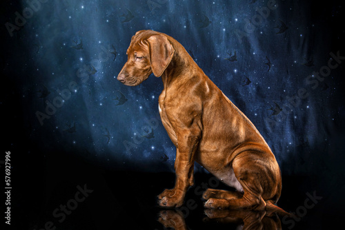 Beautiful rhodesian ridgeback livernose female in studio photo