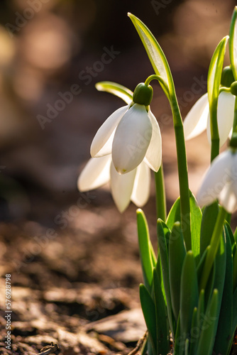 white snowdrop flowers Galanthus nivalis growth in snow. Beautiful spring natural green background. early spring season concept First flowers postcard march 8 forest spring sun bloom copy space 