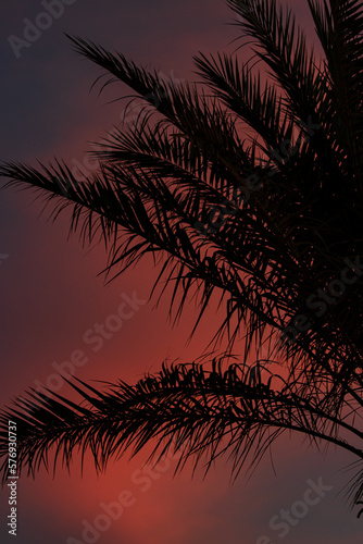 palm leaves against the backdrop of a sunset