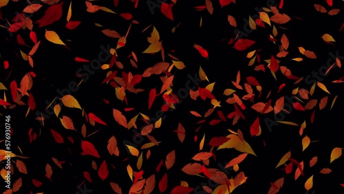 Colorful leaves falling animation in 4k Ultra HD, Transparent animation with leaves, Leaves animation for background video