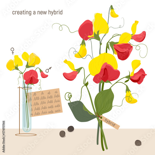 Mendel's genetic concept crossing sweet peas and creating a new hybrid plant. The result of a laboratory experiment dominant and recessive genes in botany. Vector drawing for teaching biology students
