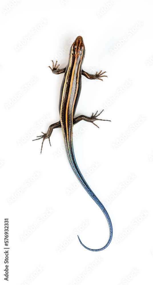 Fototapeta premium Japanese five-lined skink on White Background