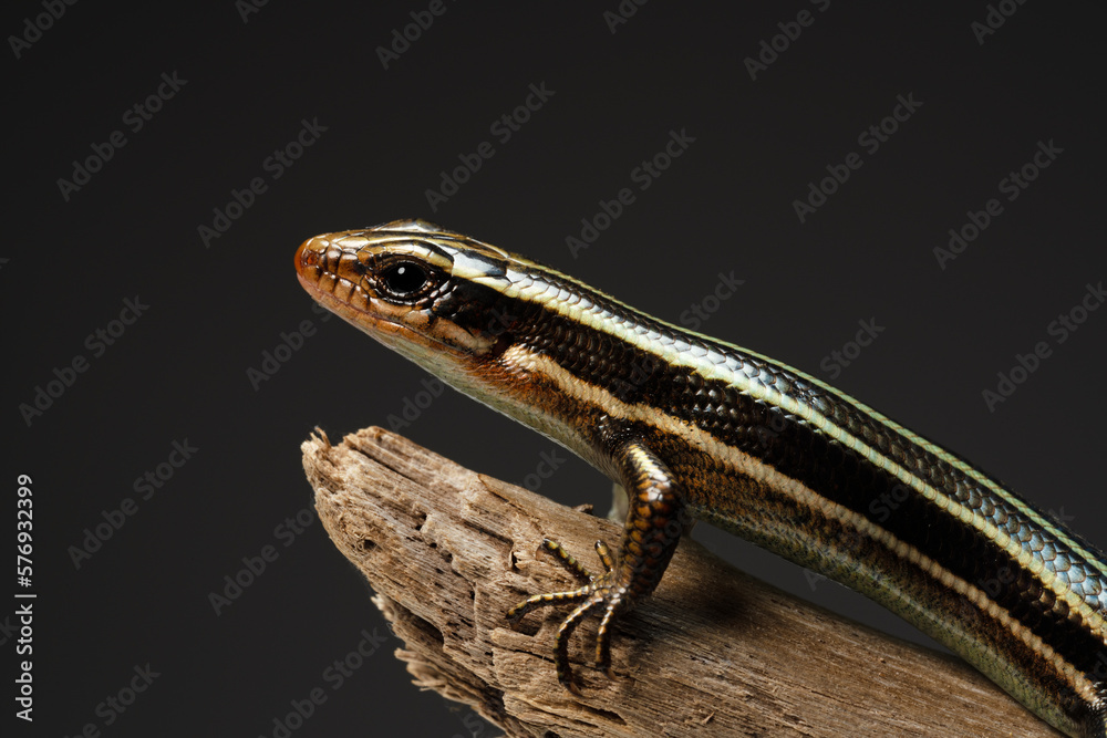 Fototapeta premium A juvenile Japanese five-lined skink holding onto a tree branch.