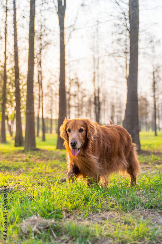 Golden Retriever on the grass in the countryside Golden Retriever on the grass in the countryside
