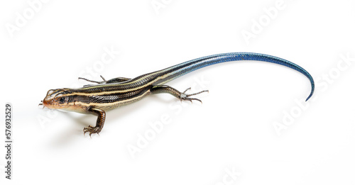  Japanese five-lined skink on a white background.