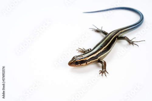 Japanese five-lined skink on White Background photo