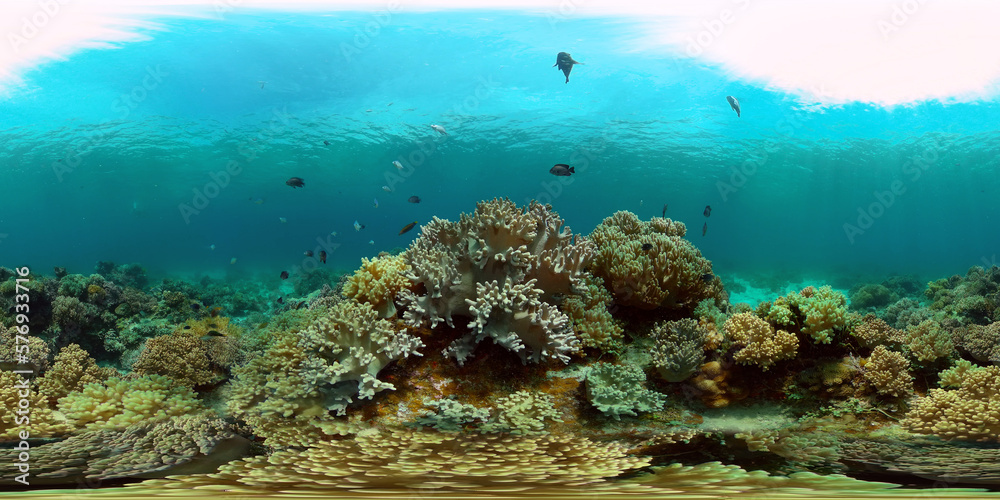 Obraz premium Beautiful underwater world with coral reef and tropical fishes. Colourful tropical coral reef. Philippines. Travel vacation concept 360 panorama VR