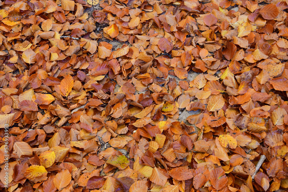 Beech leaves in the ground