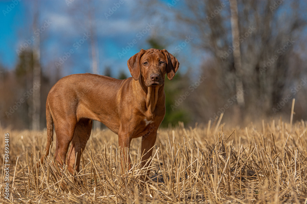 brown rhodesian ridgeback dog in the grass on a sunny summer day on a warm spring morning