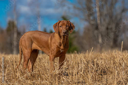 Fotografie brown rhodesian ridgeback dog in the grass on a sunny summer day on a warm sprin