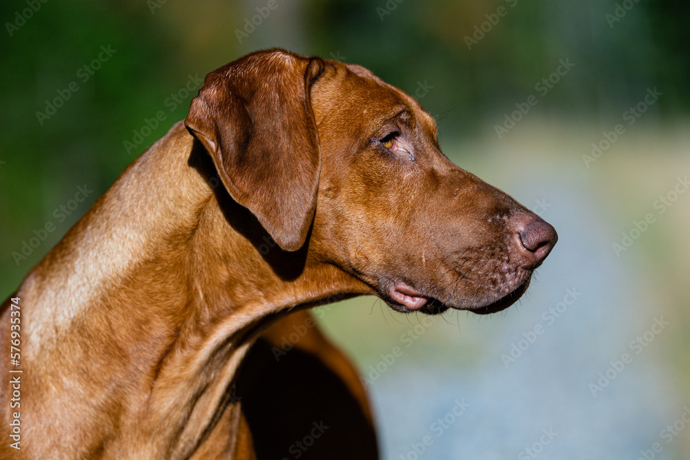 a closeup shot of a beautiful rhodesian ridgeback dog