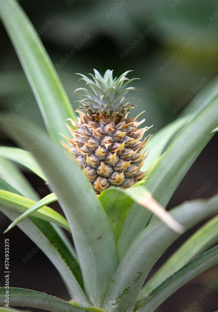 Pineapple fruit on a plant in a vegetable garden. Pineapple fruit on a plant in a vegetable garden.