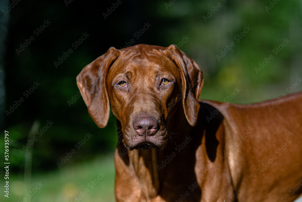 dog, rhodesian ridgeback, close up portrait in green grass