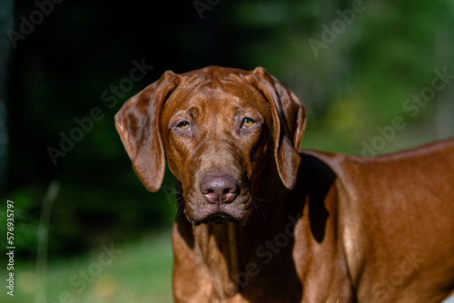 dog, rhodesian ridgeback, close up portrait in green grass