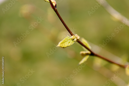 Small leaf on branch in spring