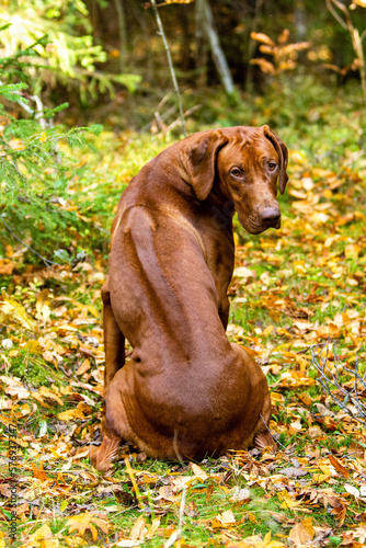 a brown rhodesian ridgeback dog in the forest showing ridge