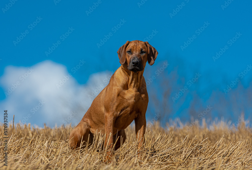 portrait of beautiful Rhodesian Ridgeback dog in the field in the spring