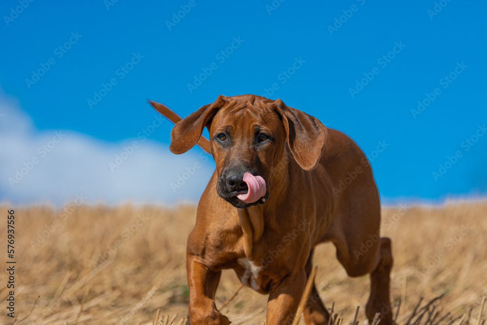 cute Rhodesian Ridgeback dog in a meadow on a sunny spring day
