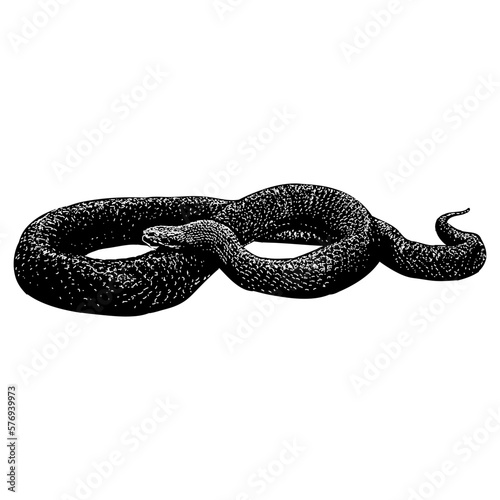Texas Indigo Snake hand drawing vector isolated on background.