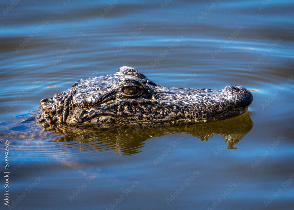 American Alligator on New Years Eve in Pearland, Texas! American Alligator on New Years Eve in Pearland, Texas!