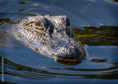 American Alligator in a pond near my house in Pearland, Texas!