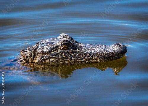 American Alligator on New Years Eve in Pearland, Texas!