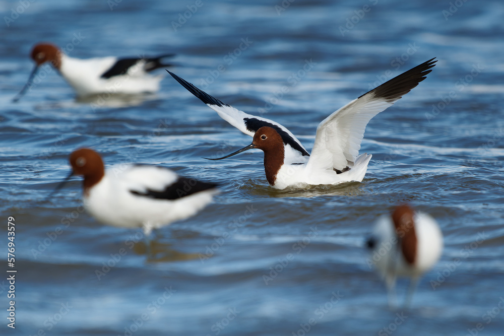 Red-necked Avocet - Recurvirostra novaehollandiae also Australian avocet or Cobbler, cobbler's awl, and painted lady, black and white endemic bird with brown head in the blue water Red-necked Avocet - Recurvirostra novaehollandiae also Australian avocet or Cobbler, cobbler's awl, and painted lady, black and white endemic bird with brown head in the blue water