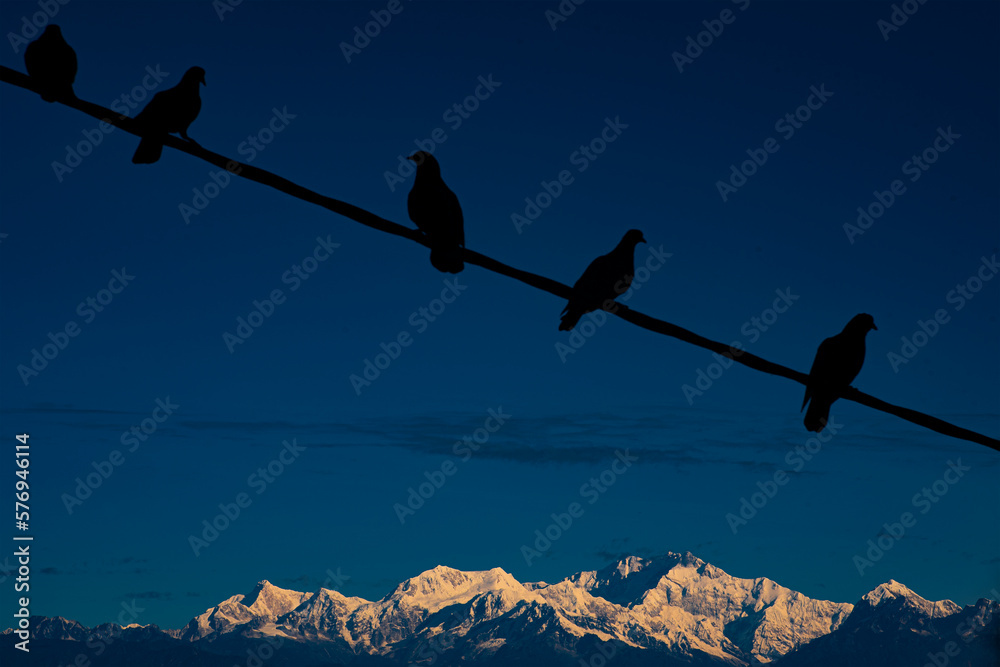 bird on a wire